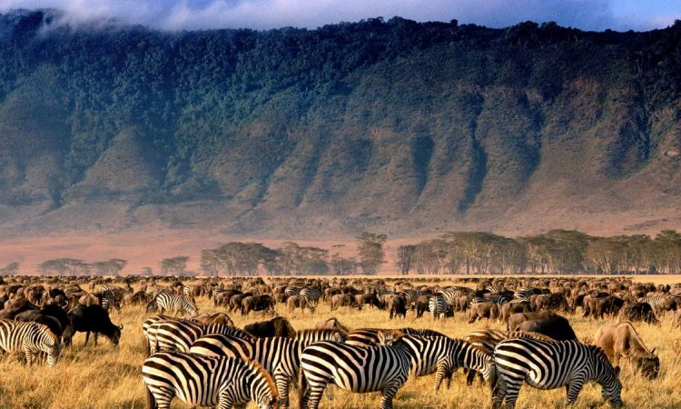 zebra-ngororo-tanzania-lux-orient