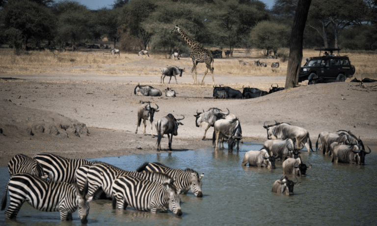 zebras-drinking-in-tarangire-national-park-tanzania-lux-orient (1)