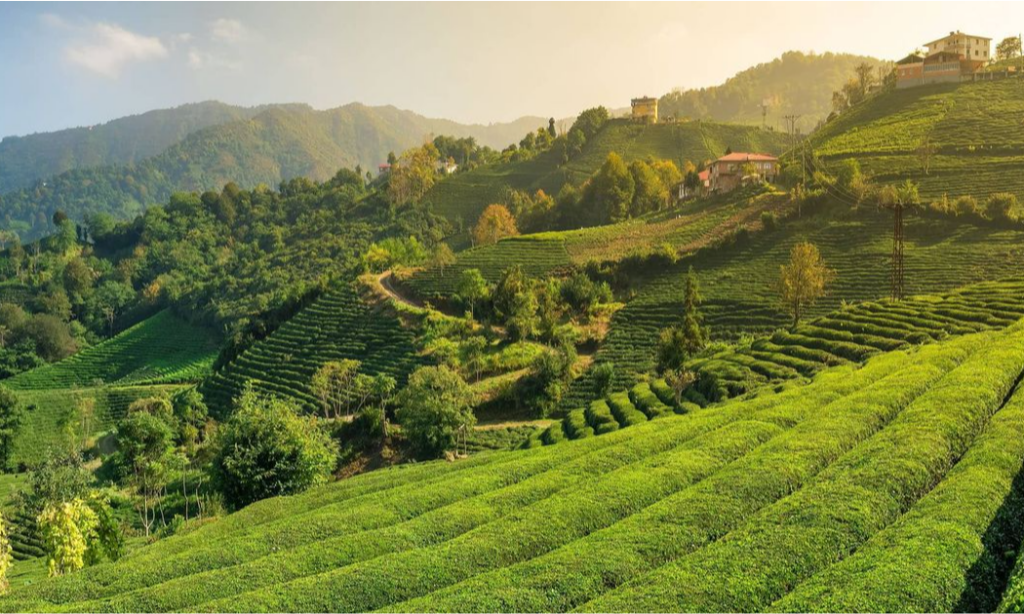 ziraat-tea-garden-north-turkey-lux-orient