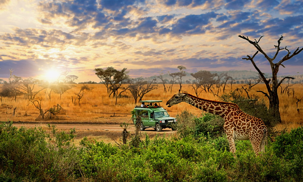 Africa-Tanzania-Serengeti-National-Park-1-1024x768-1-fotor-20260703102014