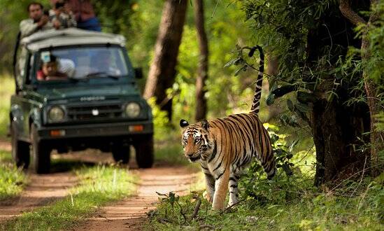 chitwan-jungle-safari
