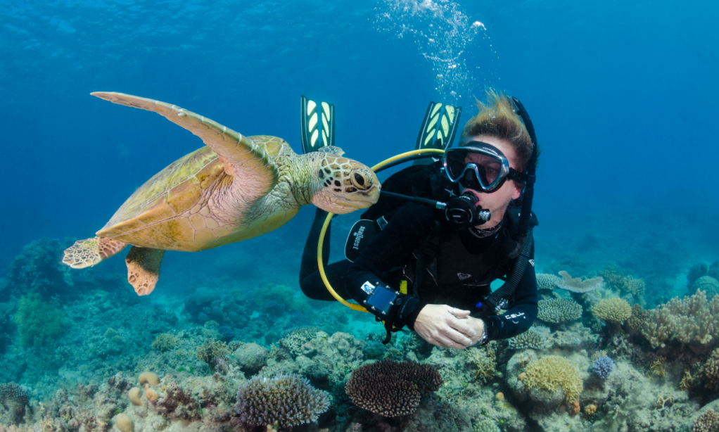 Dive On The Great Barrier Reef