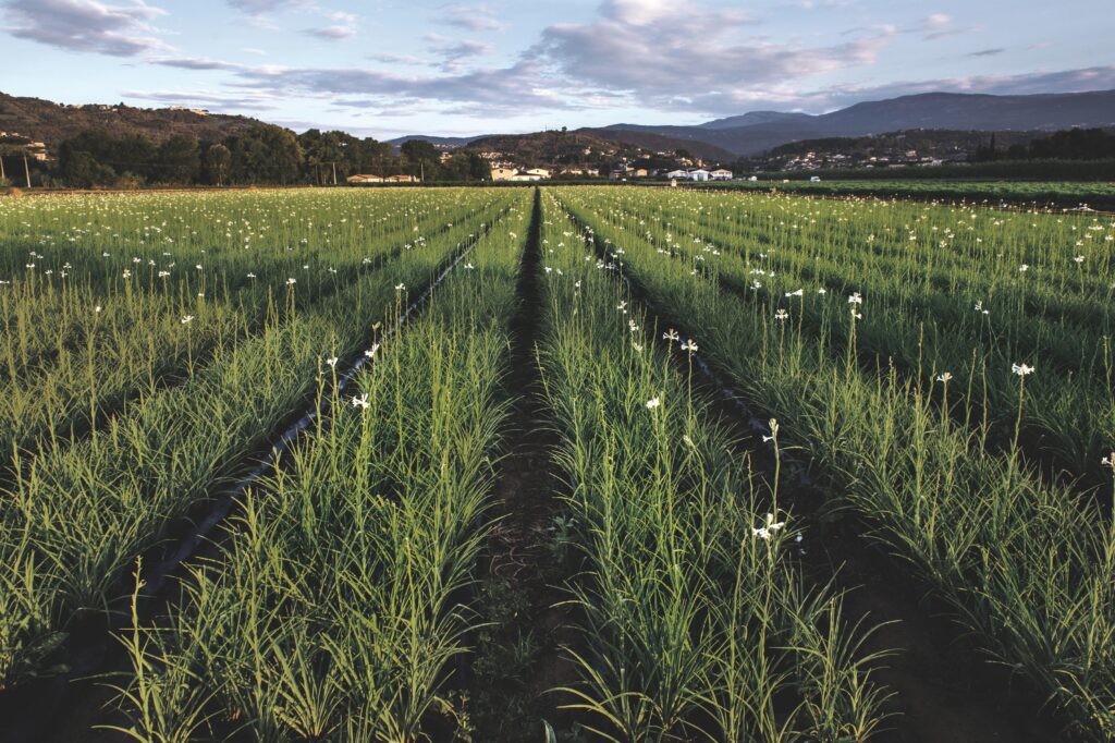 Enter the Guarded Flower Fields and Labs of Grasse