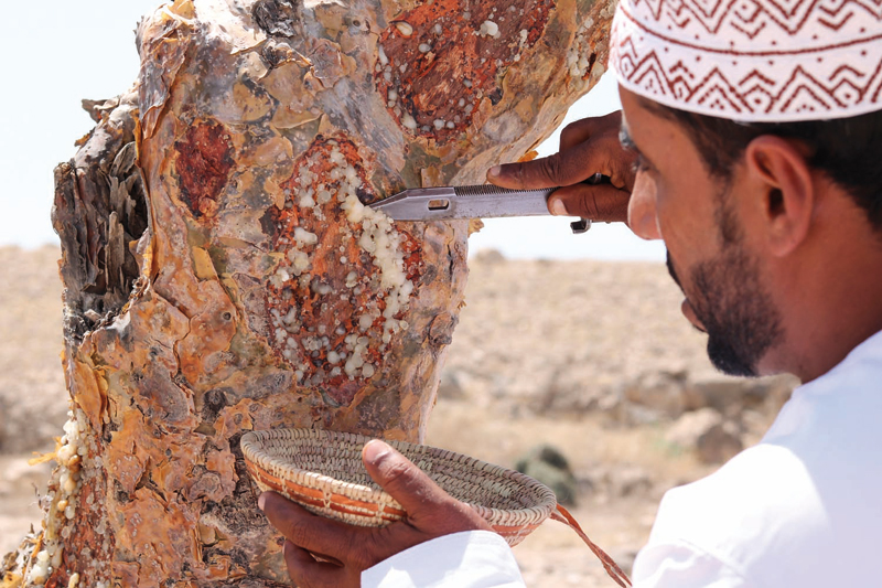 Meet the Frankincense Guardians of Salalah