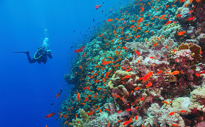 Free-Dive Oman’s Forbidden Marine Sanctuary