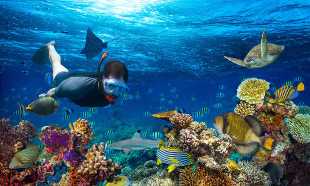 young men snorkling exploring underwater coral reef landscape background  in the deep blue ocean with colorful fish and marine life