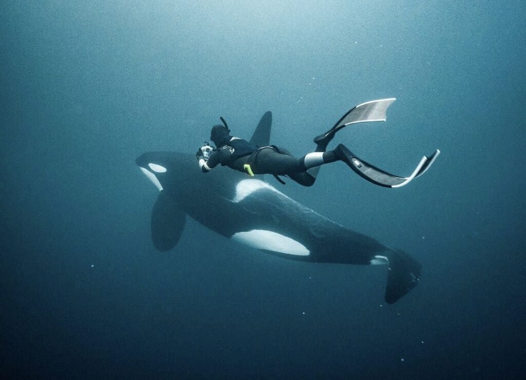 Free-Dive the Arctic Hunt Among Orcas