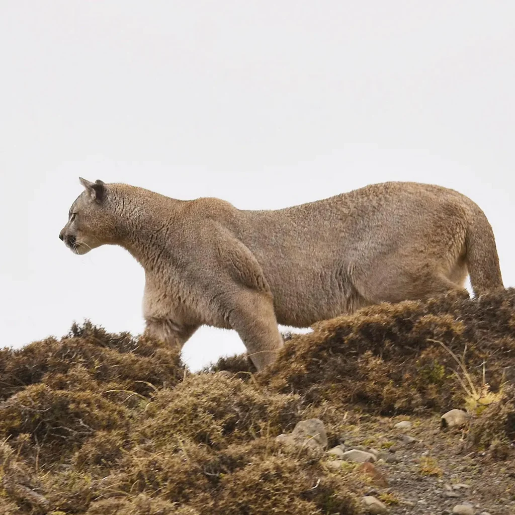 Track the Ghost Cat of Patagonia’s Wild Frontier