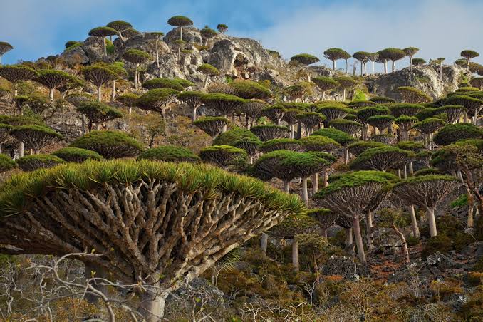 Chart the Alien Forests of Socotra