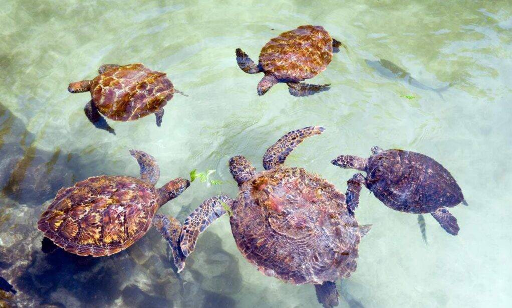 turtles-mnarani