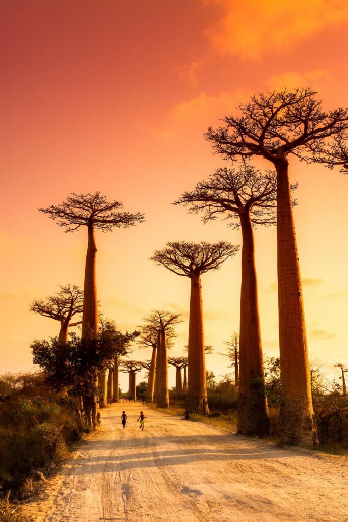 Wander the Baobab Avenues and Sacred Forests