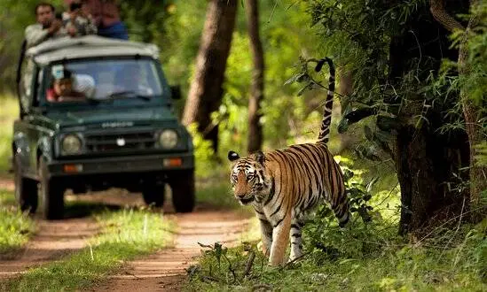 Wildlife Jungle Safari Adventure in Chitwan National Park, Nepal