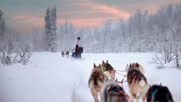 Arctic Aurora & Winter Wilderness