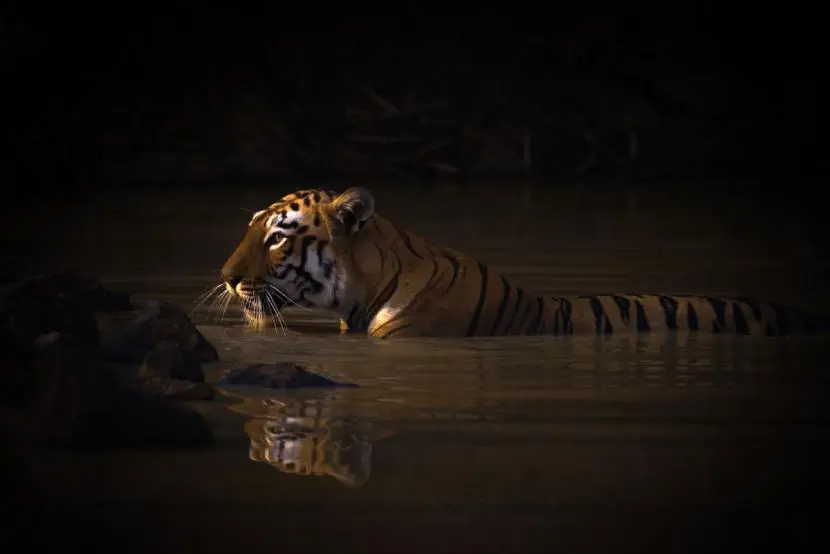 Track the Royal Bengal Tiger Through the Bardiya Jungles